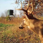 Buck deer head in field with a dark green hunting blind behind in the distance.